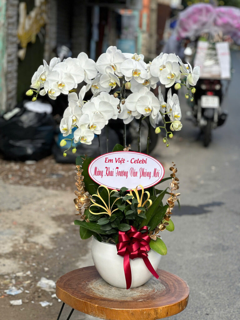 Chậu Lan Hồ Điệp Tại Bình Thạnh