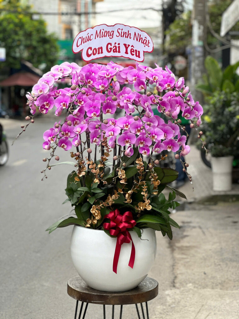 Chậu Lan Hồ Điệp Sang Trọng Tại Quận 5